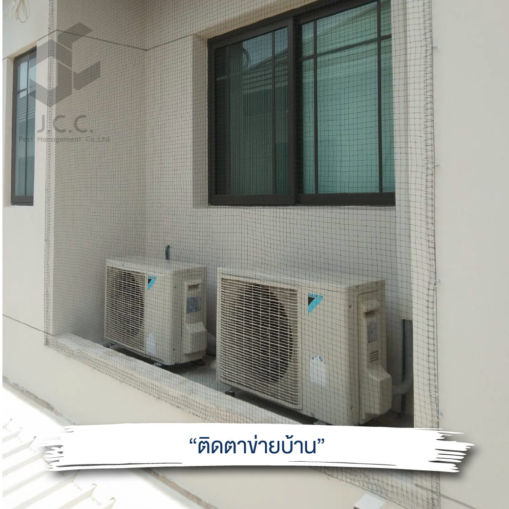 ไล่นกบ้าน 02