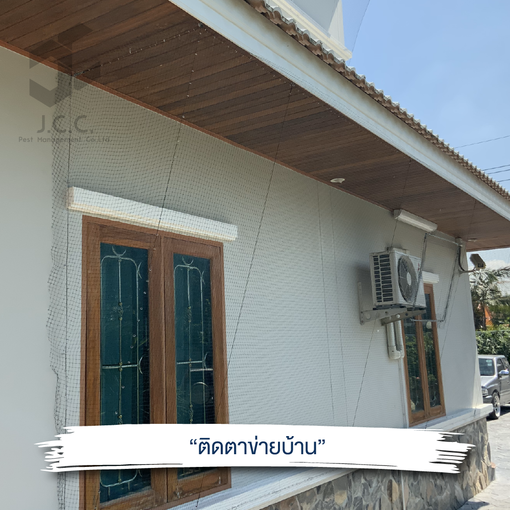 ไล่นกบ้าน 03