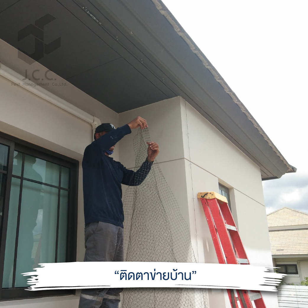 ไล่นกบ้าน 04