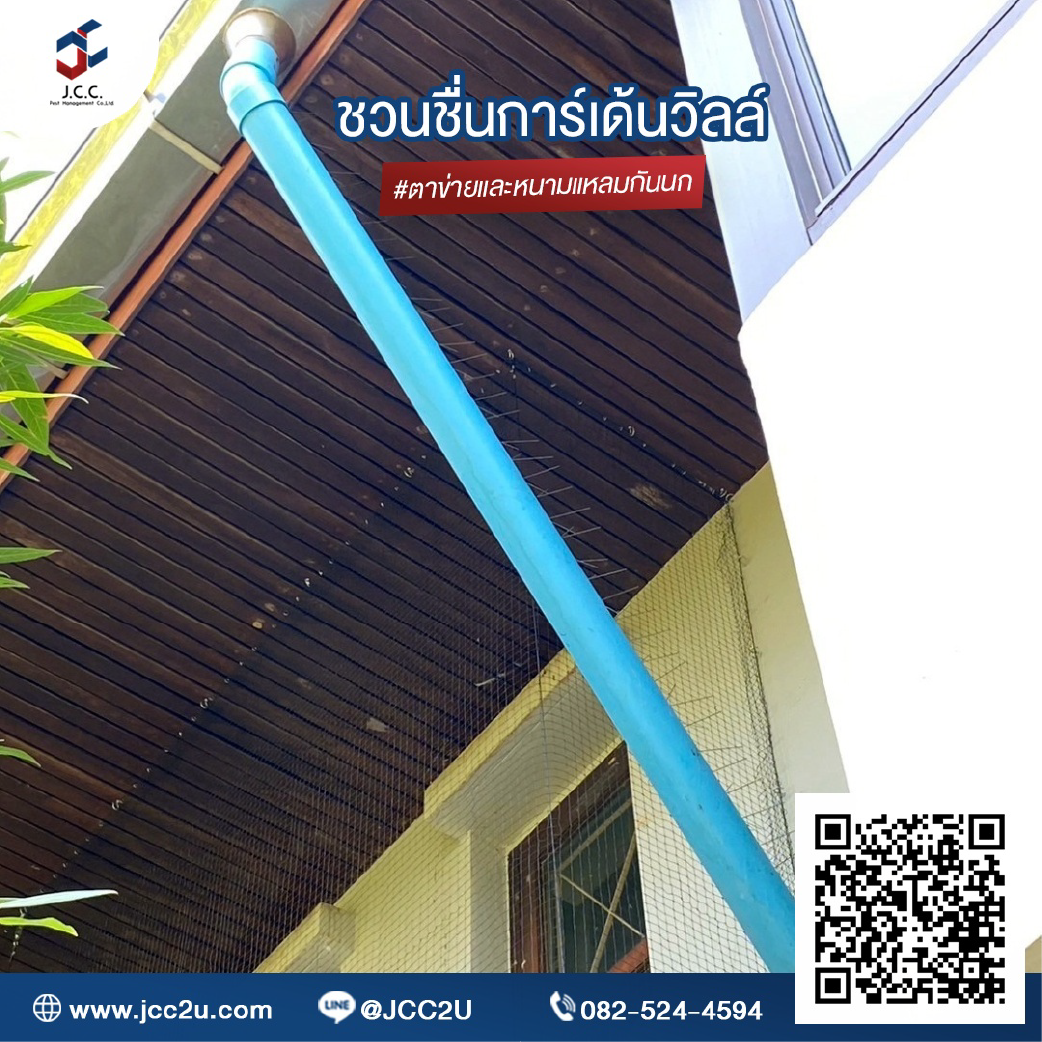 ไล่นกบ้าน 10