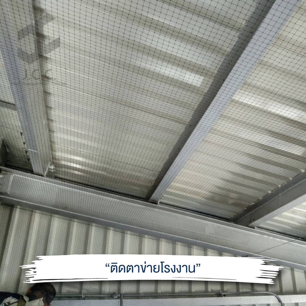 ไล่นกโรงงาน 02