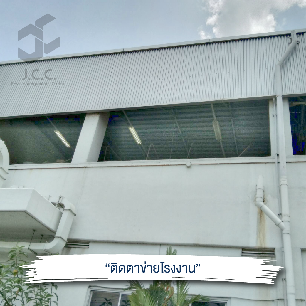 ไล่นกโรงงาน 12