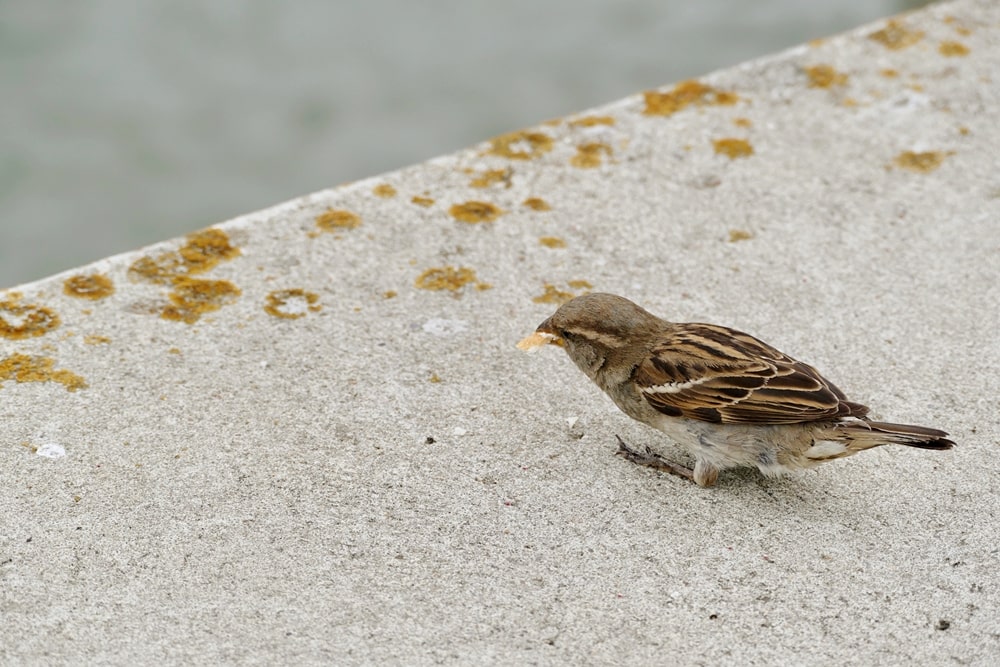 blog-bird-perching-retaining